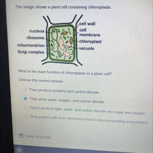 The image shows a plant cell containing chloroplasts.

nucleus
ribosome
mitochondrion
Golgi compl