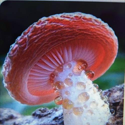 Hey guys and I was wondering what kind of mushroom this is?