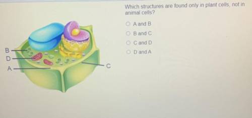 Which structures are found only in plant cells, not in

animal cells?
A and B
B and C
C and D
D an