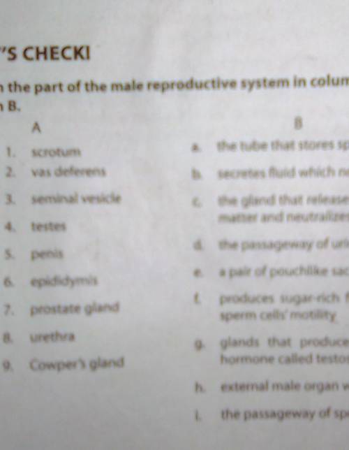 Match the part of the male reproductive system in column a to it's respective function in column b​
