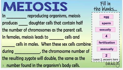 I need help with this question about meiosis