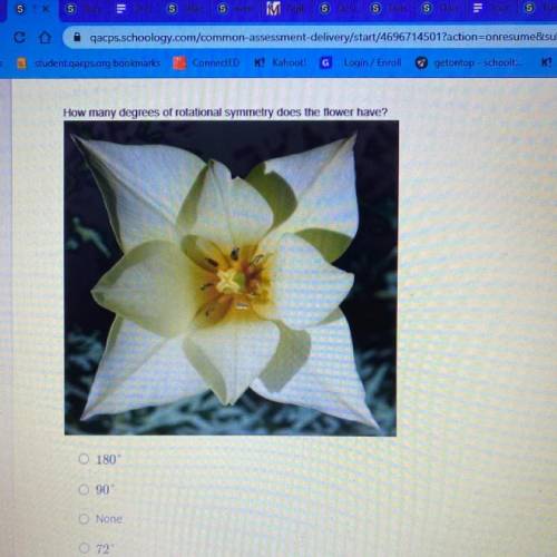 How many degrees of rotational symmetry does the flower have