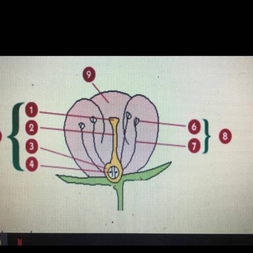 What part of a flowering plant develops into a seed after fertilization has taken

place? The diag