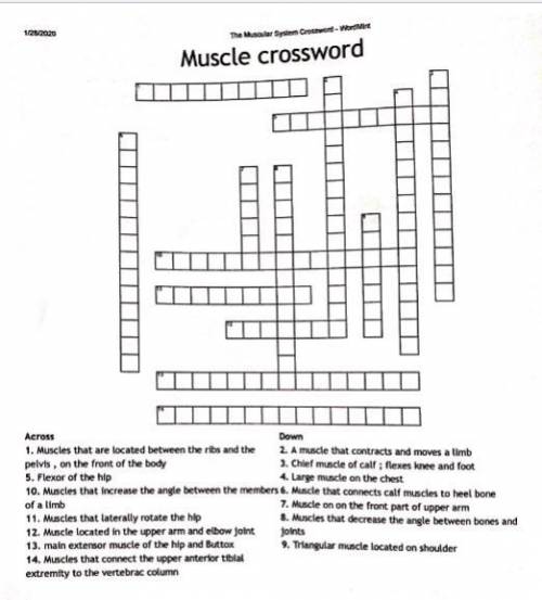 Muscules crossword puzzle