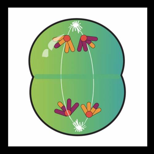 Which phase is shown in the picture below?

A) Prophase I
B) Metaphase II
C) Anaphase I
D) Anaphas