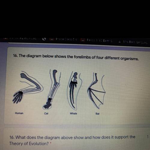 16. What does the diagram above show and how does it support the

Theory of Evolution? *
A. The di