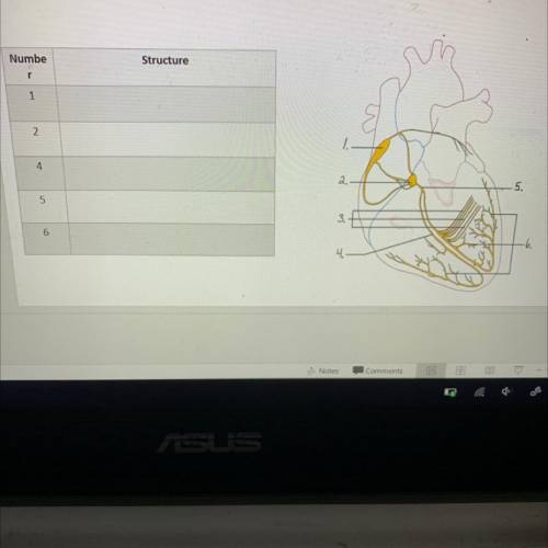 Conductive Cells in the Heart
(What is the structure listed)