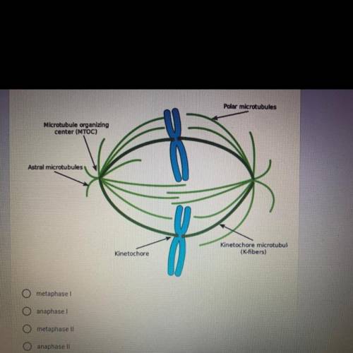 Which stage of the cell cycles is pictured?