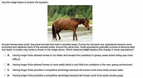 Image of question below//

//Ancient horses were small, dog-sized animals that lived in wooded are