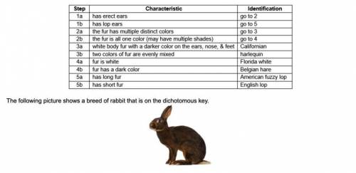 The following table is a dichotomous key for distinguishing between some rabbit breeds. In steps 1a