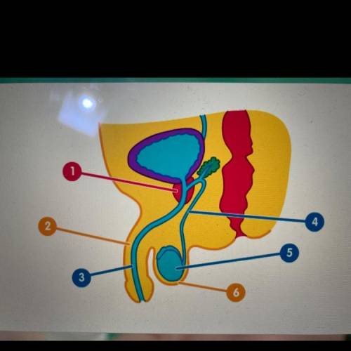 Look at the diagram of the male reproductive system. Name the parts