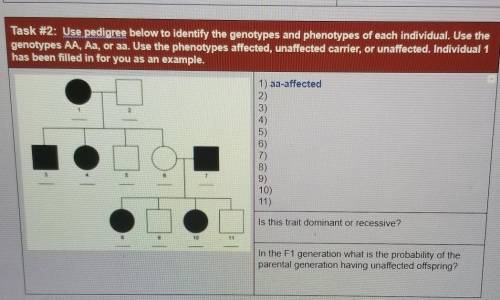 HELP ME PLEASE URGENT

Use pedigree below to identify the genotypes and phenotypes of each individ