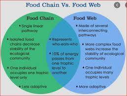 What is the difference between a food chain and a food web?plss help ​