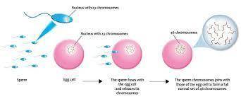 Which is not characteristics of sexual reproduction​
