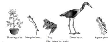 Five different living organisms are represented below. Which statement about the organisms represen