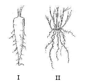 Help pls❗❗❗❗❗❗❗❗❗❗❗❗❗❗

The pictures below show the roots of two different kinds of plants. Pictur