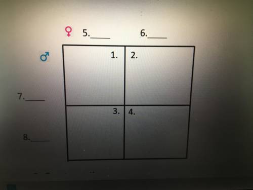 Help fill in the punnets square