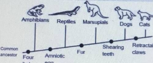 Based on the diagram, which of these traits are absent in marsupials?

A) Fur and amniotic egg
B)