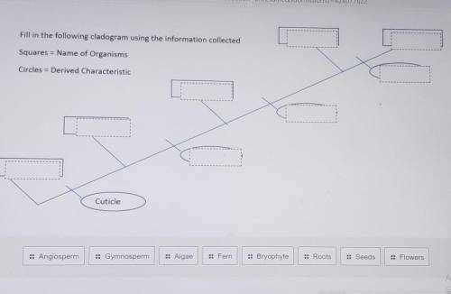 Fill in the following cladogram using the information collected ​