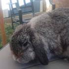 Here is coco my rabbit