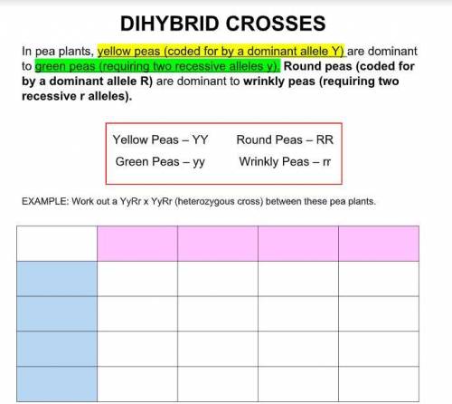 Please help me !! 
dihybrid crosses