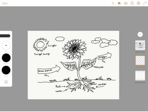 Write a summary explaining how photosynthesis is occurring in this drawing