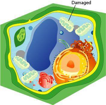The plant cell below has some damaged organelles. What would MOST LIKELY result from this damage to