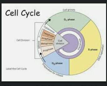 Which statement about the relationship between interphase, the cell cycle, and mitosis is true?

In
