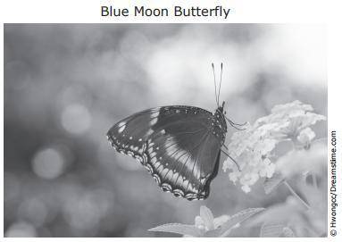 Hurry

A few years ago the population of male blue moon butterflies on the island of Samoa decline