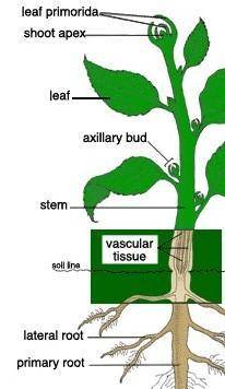 Name the vegetative parts of flower.