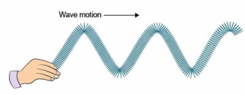 What is the motion of the particles in this kind of wave? A hand holds the left end of a set of wav