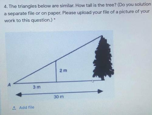 GIVING BRAINLIEST! The triangles below are similar. How tall is the tree? Please show process.