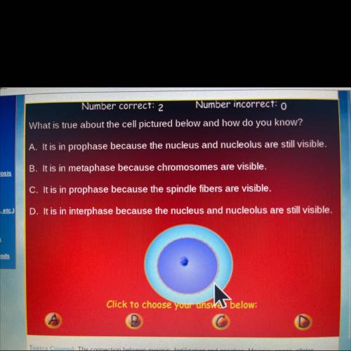 What is true about the cell pictured below and how do

you know?
A. It is in prophase because the