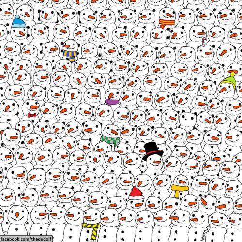 Find the panda winner gets brain