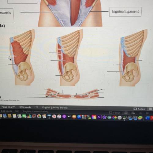 Can someone please tell me the bones of these muscles? I can label it as long as I know what bones