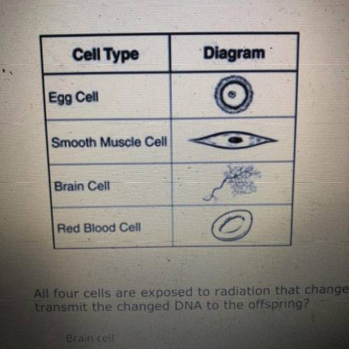 Four types of cells from a parent organism are shown in the table all for cells are exposed to radi