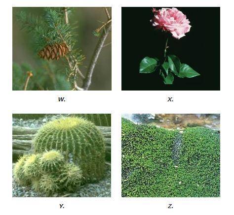 Which of the following is an example of a nonvascular plant?

Question 27 options:
X
Z
W
Y