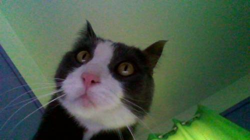 Heres my cat hes beautiful and his name is King
ignore the low quality ;-; 912837x273456