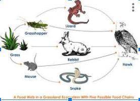 Food Web - What level of consumers are the two organisms that consume (eat) the mouse?