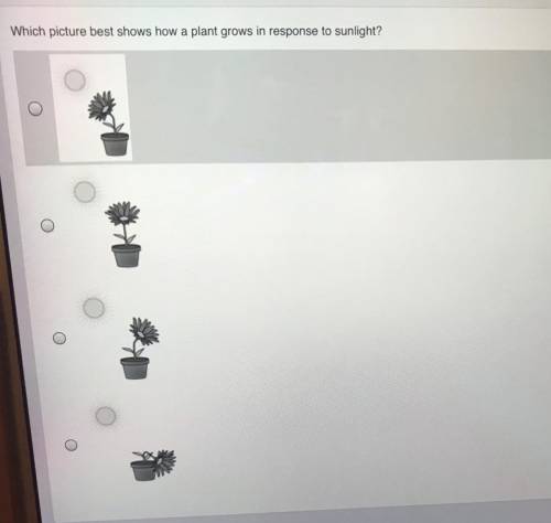 Which picture best shows how a plant grows in response to sunlight?