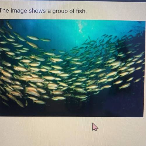 The image shows a group of fish.

Which type of social behavior is shown in the image?
Oherding
O