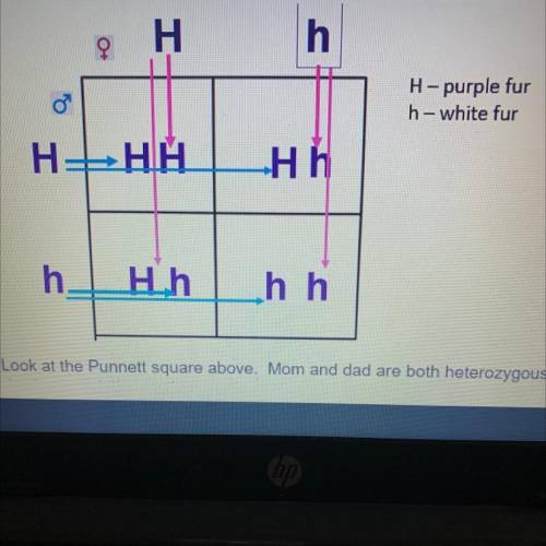 Look at the Punnett square above. Mom and dad are both heterozygous (have 1

dominant and 1 recess
