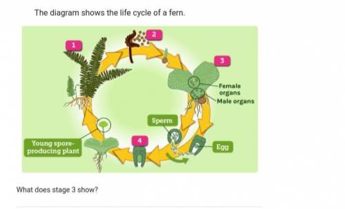 The diagram shows the life cycle of a fern. HELP ASAP

What does stage 3 show?
A) A mature spo