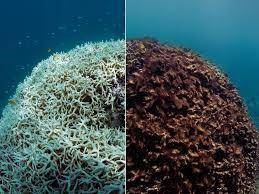 Corals of the barrier reef were observed over a time period of 10 years. The figure below shows the