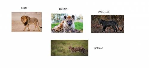 Name 4 animals that are predators