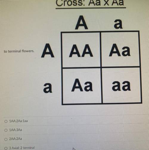 Analyze the Punnett square below and determine the the genotypic ratio. Axial flowers are dominant