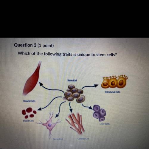 A) They can develop into many different types of cells

B) They are found in adults only
C) They l