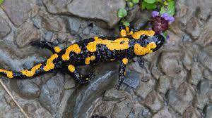 Is a salamander a arthropod?