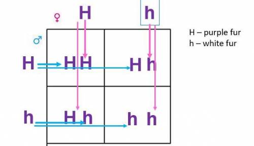 Look at the Punnett square above. Mom and dad are both heterozygous (have 1 dominant and 1 recessiv