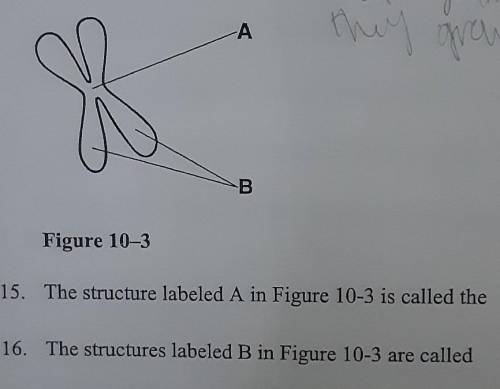The structure labeled A in figure 10-3 is called the?

also can someone help with 16 PLEASE !! ​